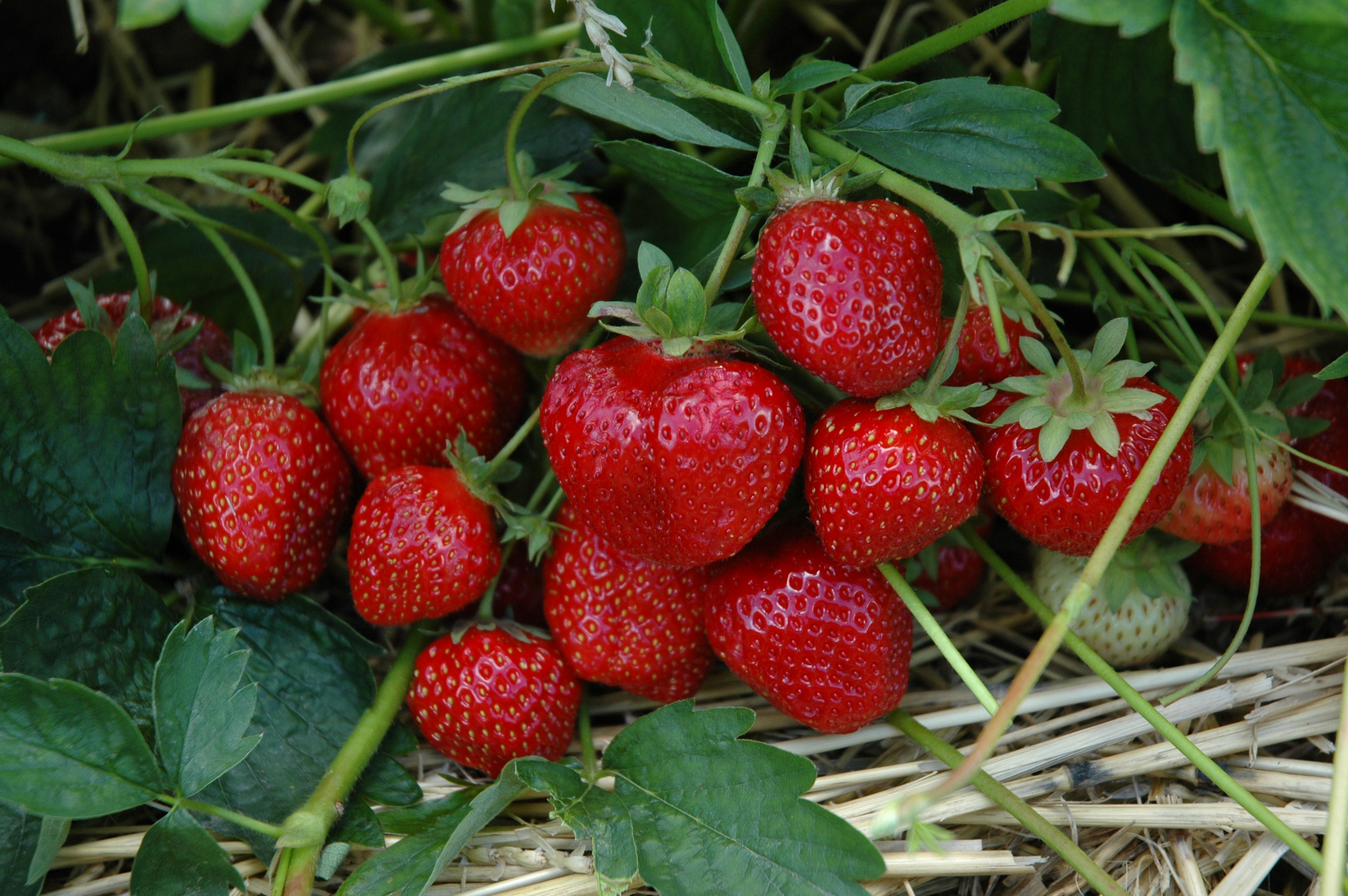 Erdbeere Hummi´s Beste Senga-Sengana (Fragaria)